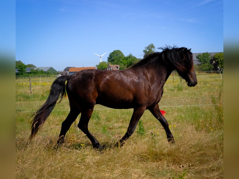 Arabo-Fries Ruin 2 Jaar 165 cm Zwart in Oud Gastel