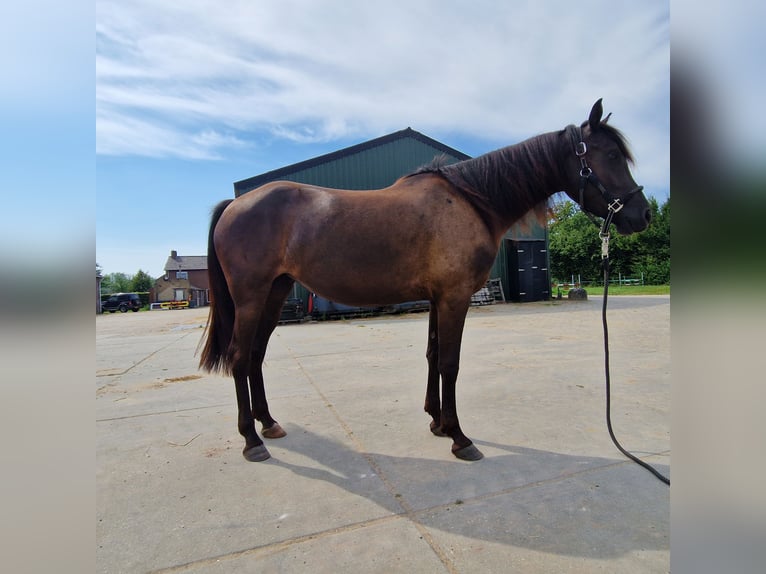 Arabo-Frieser Blandning Hingst 3 år 154 cm Svart in Maria Hoop