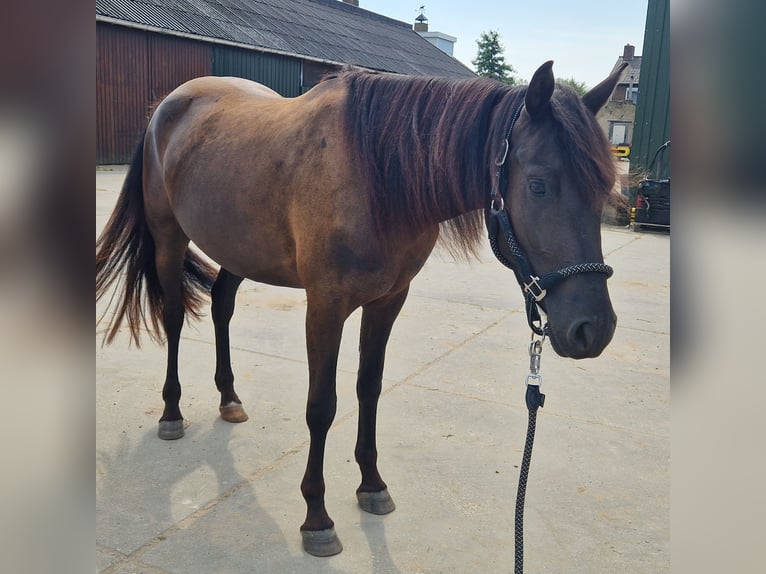 Arabo-Frieser Blandning Hingst 3 år 154 cm Svart in Maria Hoop