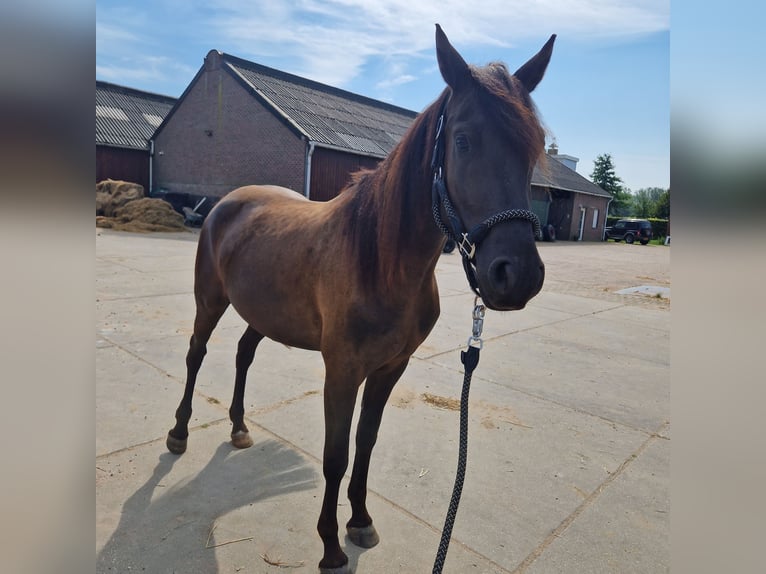 Arabo-Frieser Blandning Hingst 3 år 154 cm Svart in Maria Hoop