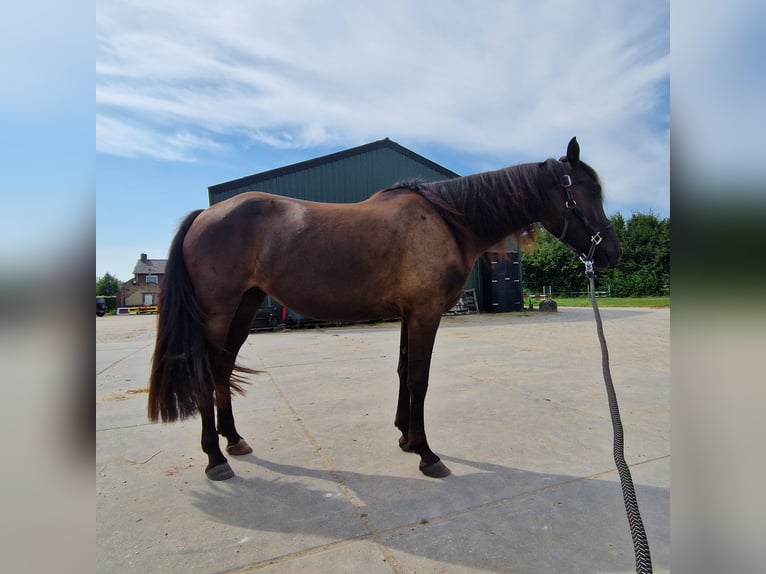 Arabo-Frieser Blandning Hingst 3 år 154 cm Svart in Maria Hoop