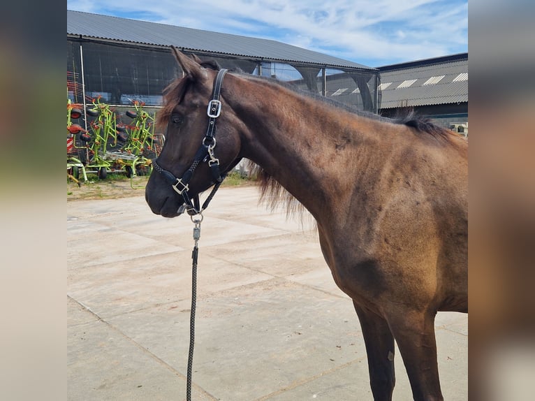 Arabo-Frieser Blandning Hingst 3 år 154 cm Svart in Maria Hoop