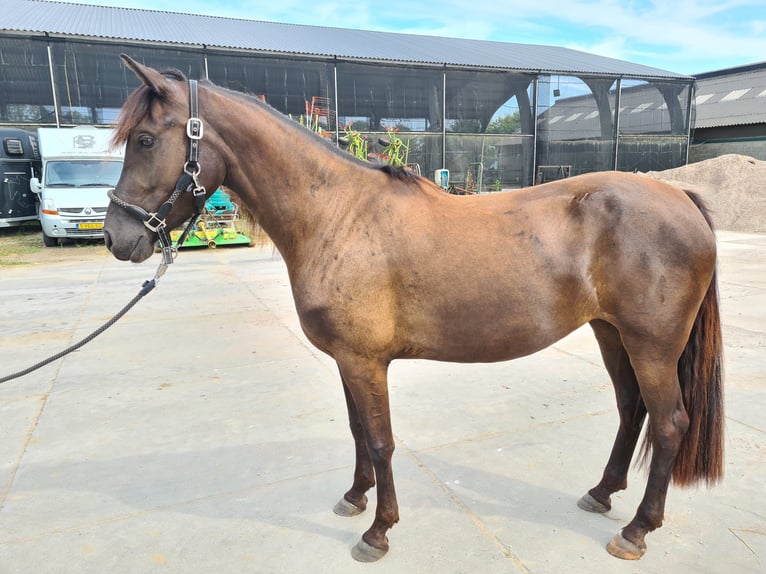 Arabo-Frieser Blandning Hingst 3 år 154 cm Svart in Maria Hoop