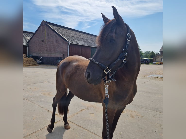 Arabo-Frieser Blandning Hingst 3 år 154 cm Svart in Maria Hoop