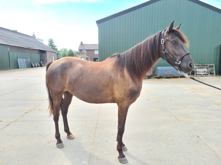 Arabo-Frieser Blandning Hingst 3 år 154 cm Svart in Maria Hoop