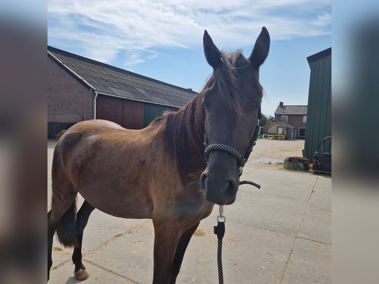 Arabo-Frieser Blandning Hingst 3 år 154 cm Svart in Maria Hoop