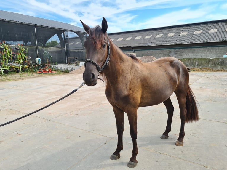 Arabo-Frieser Blandning Hingst 3 år 154 cm Svart in Maria Hoop