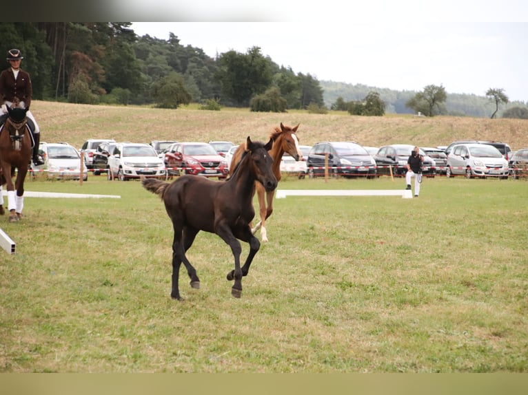 Arabo-Frieser Hingst Föl (05/2024) Svart in Aurach