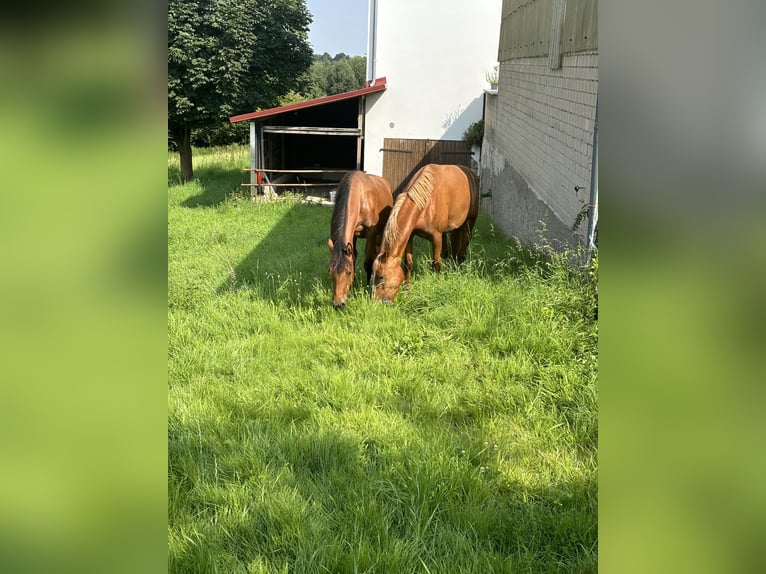 Arabo-Frieser Blandning Sto 1 år 140 cm Brun in Herford