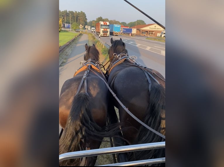 Arabo-Frieser Valack 3 år 160 cm Svart in Bawinkel