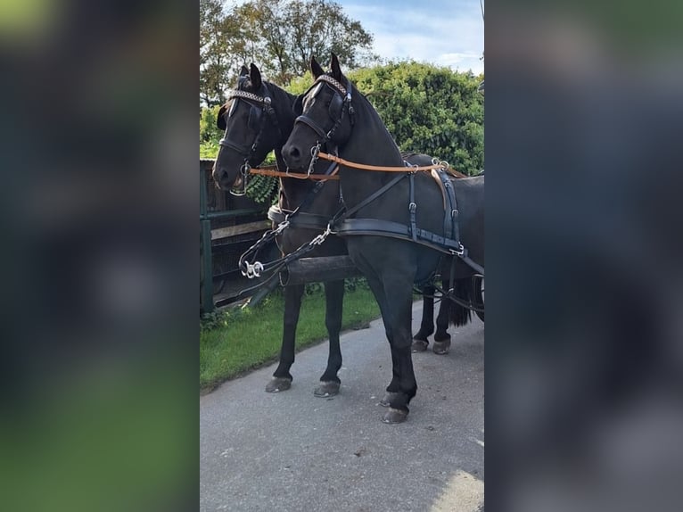 Arabo-Frieser Valack 3 år 160 cm Svart in Bawinkel