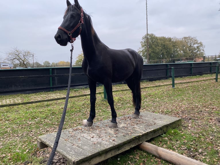 Arabo-Frieser Valack 3 år 160 cm Svart in Bawinkel