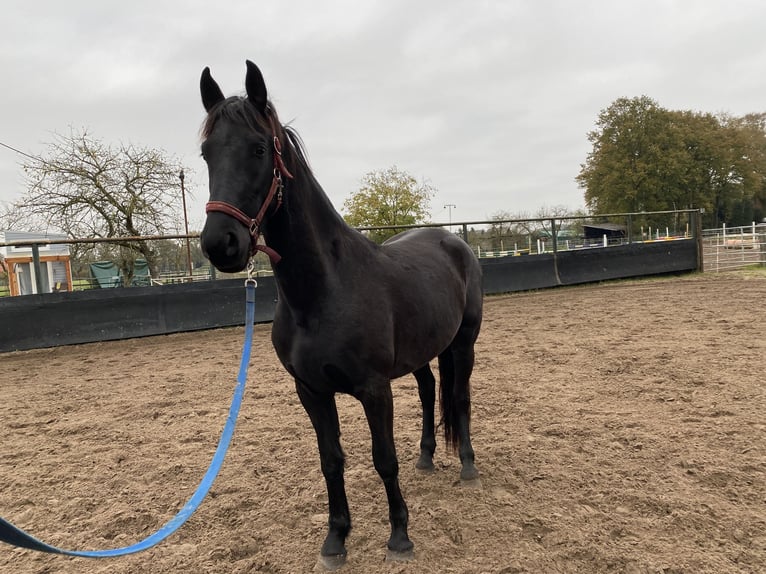 Arabo-Frieser Valack 3 år 160 cm Svart in Bawinkel