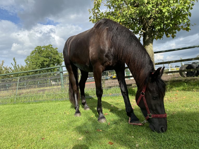 Arabo-Frieser Valack 3 år 160 cm Svart in Bawinkel