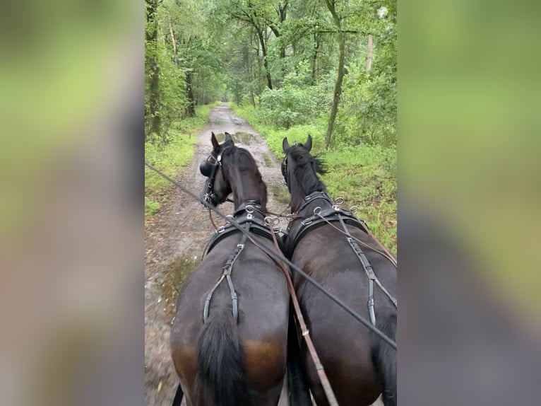 Arabo-Frieser Valack 3 år 160 cm Svart in Bawinkel