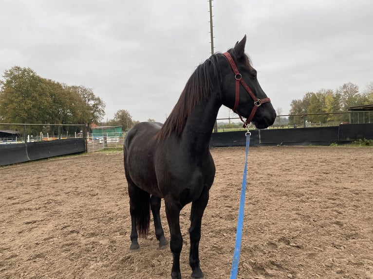 Arabo-Frieser Valack 3 år 160 cm Svart in Bawinkel