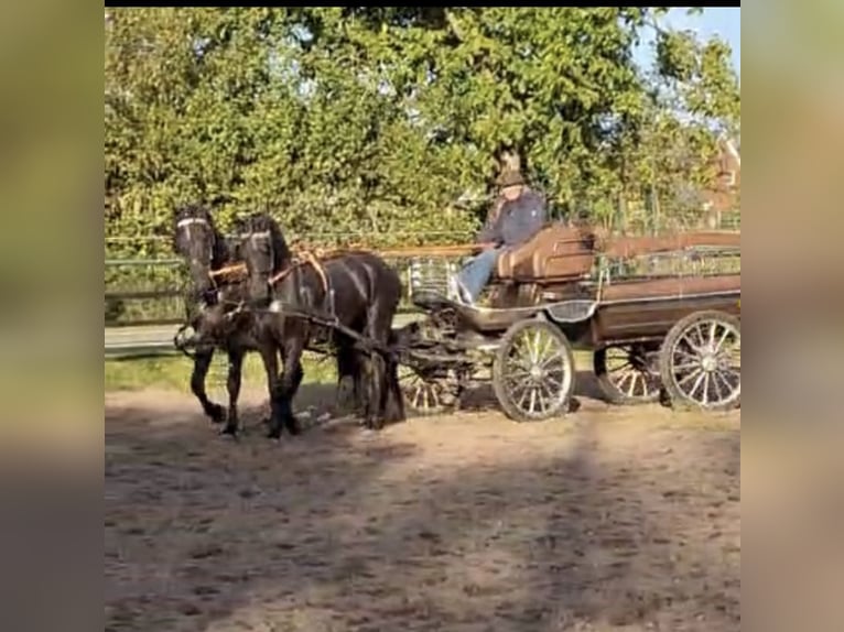 Arabo-Frieser Valack 3 år 162 cm Svart in Bawinkel