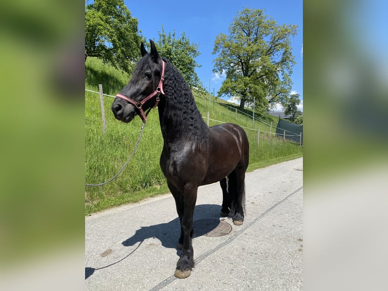 Arabo-Frieser Valack 8 år 165 cm Svart in Feldkirchen