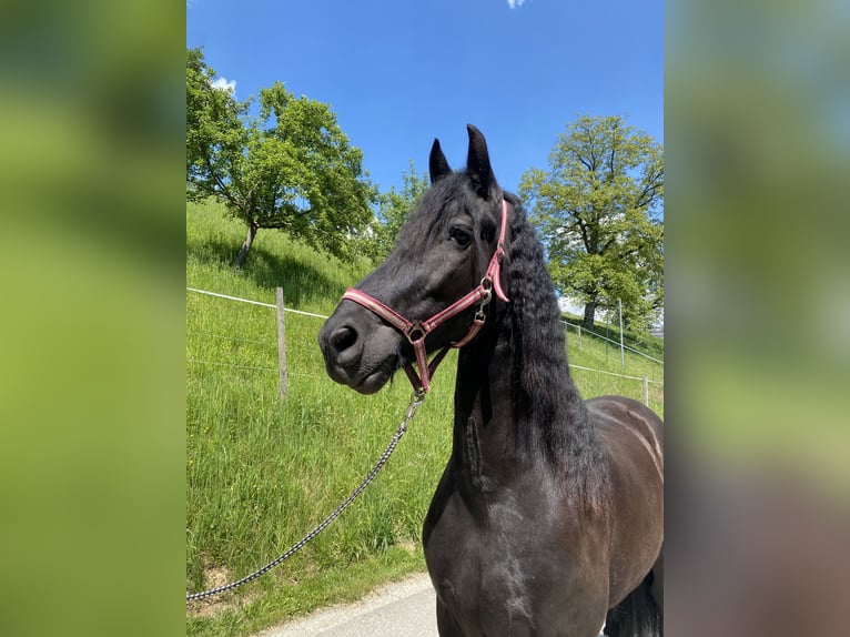 Arabo-Frieser Valack 8 år 165 cm Svart in Feldkirchen