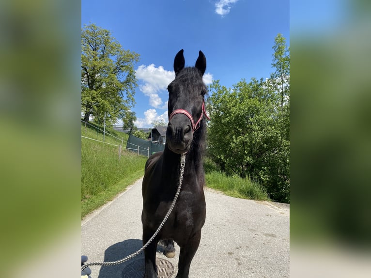 Arabo-Frieser Valack 8 år 165 cm Svart in Feldkirchen