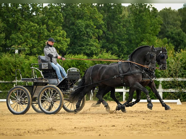 Arabo-Friesian Gelding 12 years 15,3 hh Black in Rokocin
