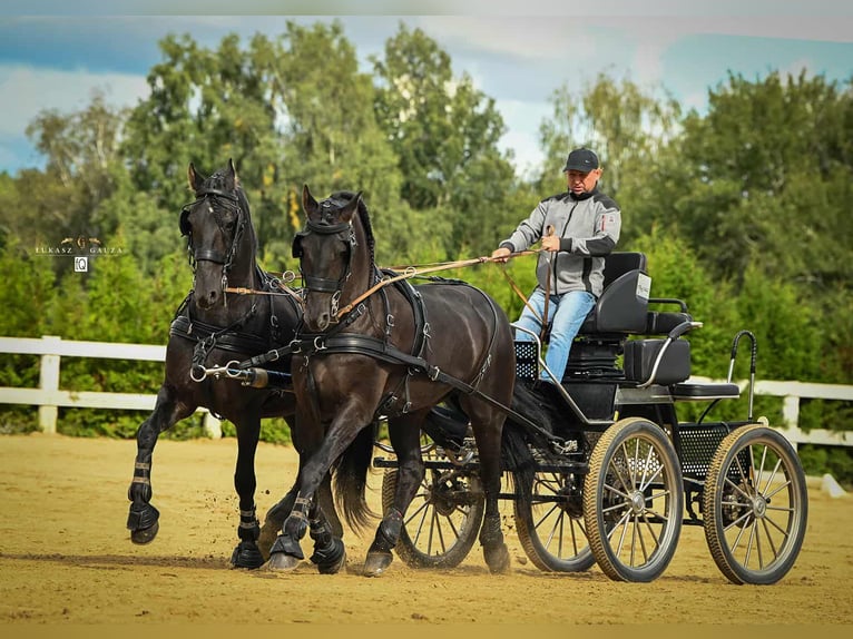 Arabo-Friesian Gelding 12 years 15,3 hh Black in Rokocin