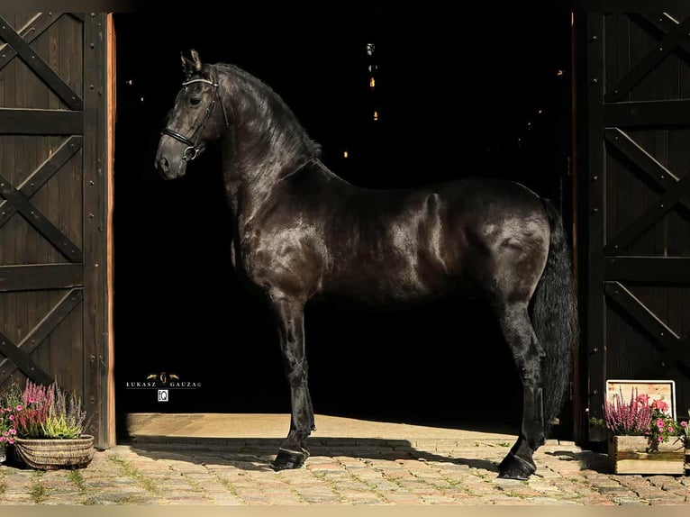 Arabo-Friesian Gelding 12 years 15,3 hh Black in Rokocin