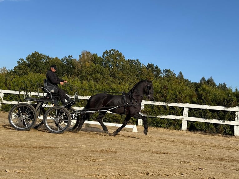 Arabo-Friesian Gelding 13 years 15,3 hh Black in Rokocin