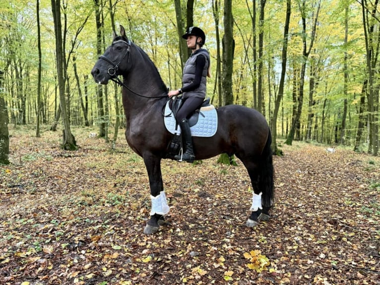 Arabo-Friesian Gelding 13 years 15,3 hh Black in Rokocin