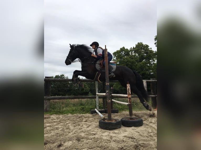 Arabo-Friesian Gelding 14 years 16 hh Black in Gamaches