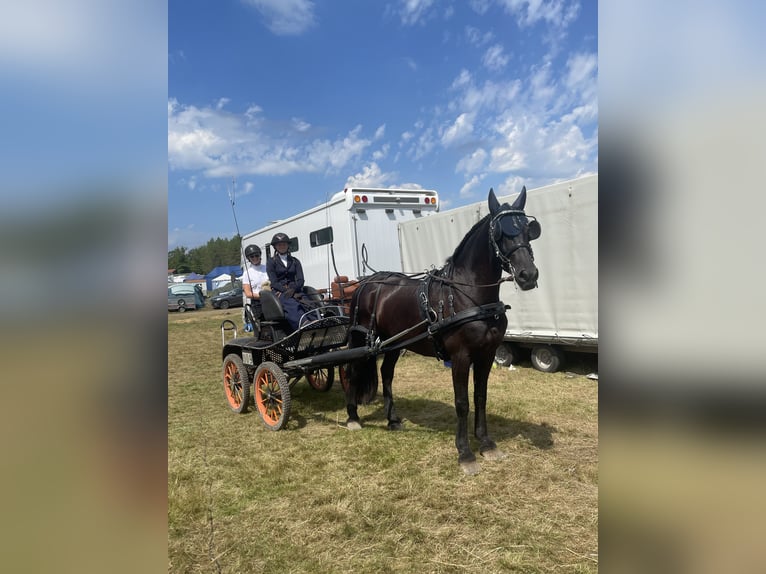 Arabo-Friesian Gelding 14 years 16 hh Black in Gamaches