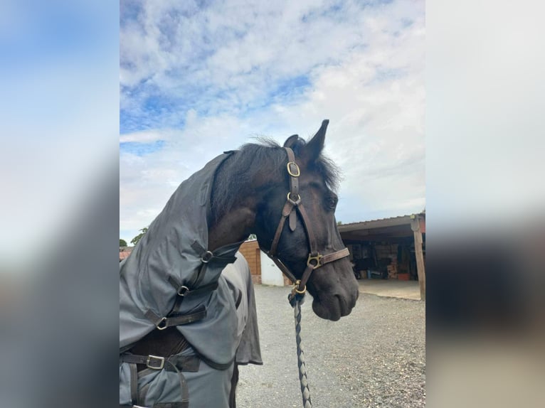 Arabo-Friesian Gelding 14 years 16 hh Black in Gamaches