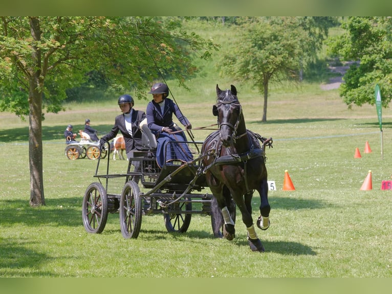 Arabo-Friesian Gelding 14 years 16 hh Black in Gamaches