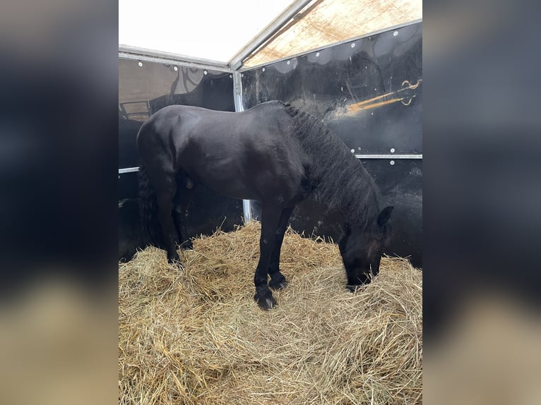 Arabo-Friesian Gelding 14 years 16 hh Black in Gamaches