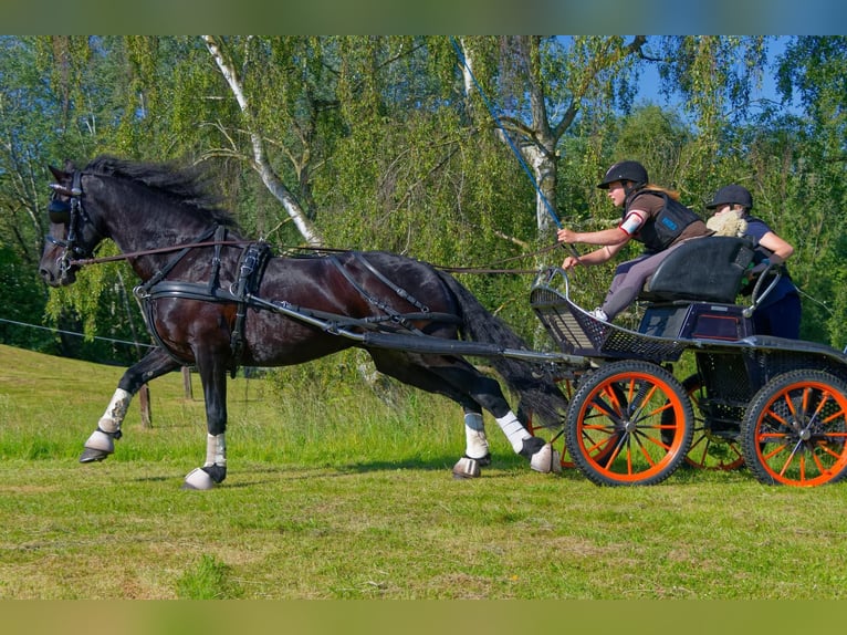 Arabo-Friesian Gelding 14 years 16 hh Black in Gamaches