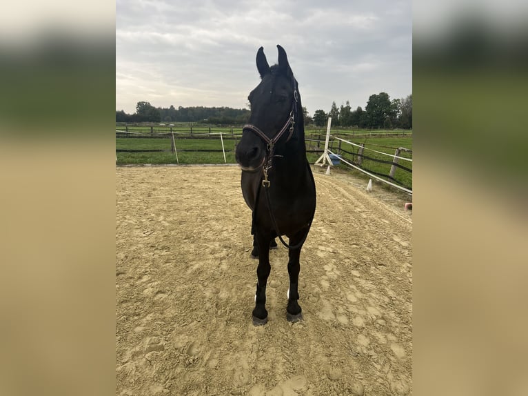 Arabo-Friesian Gelding 19 years 16 hh Black in Münster