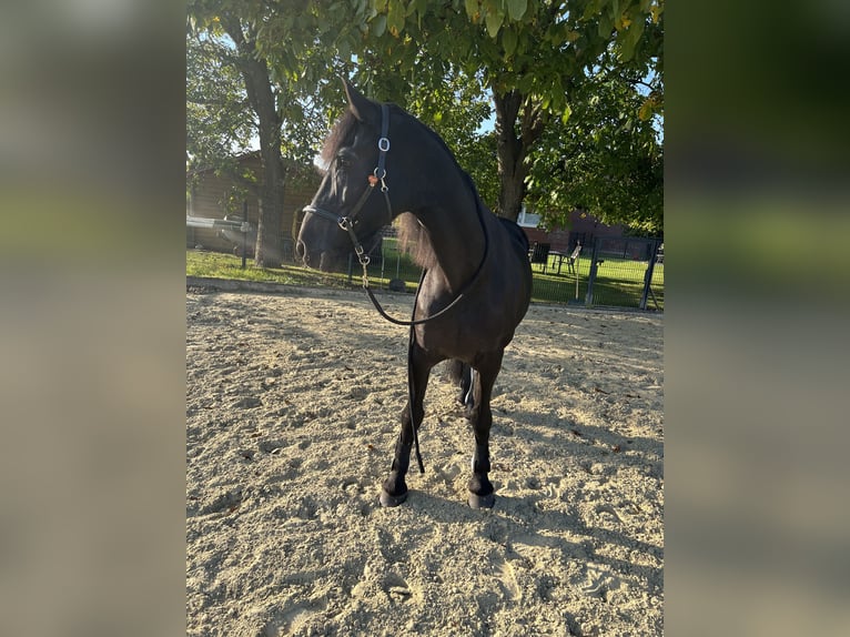 Arabo-Friesian Gelding 19 years 16 hh Black in Münster