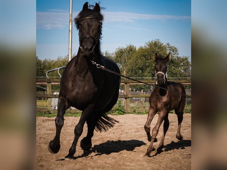 Arabo-Friesian Gelding 2 years 16 hh Black in Oud Gastel