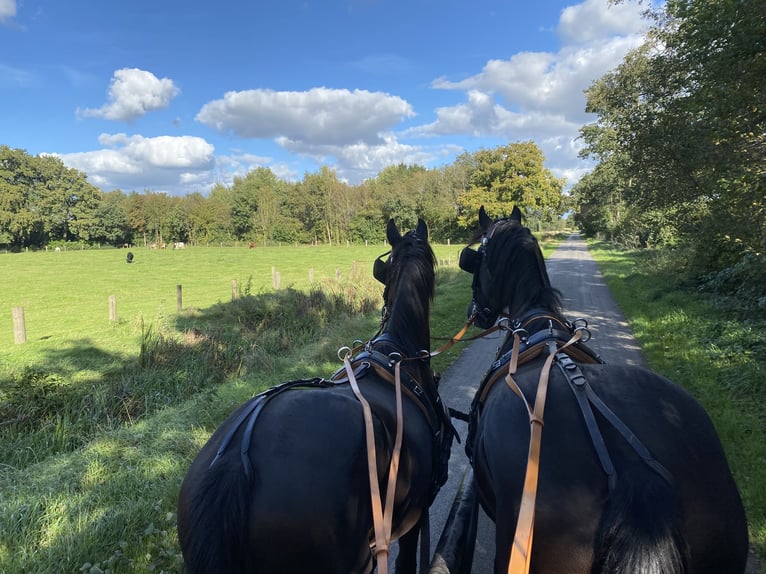 Arabo-Friesian Gelding 3 years 15,3 hh Black in Bawinkel