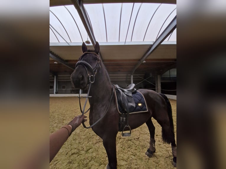 Arabo-Friesian Gelding 5 years 16,1 hh Black in Ooike