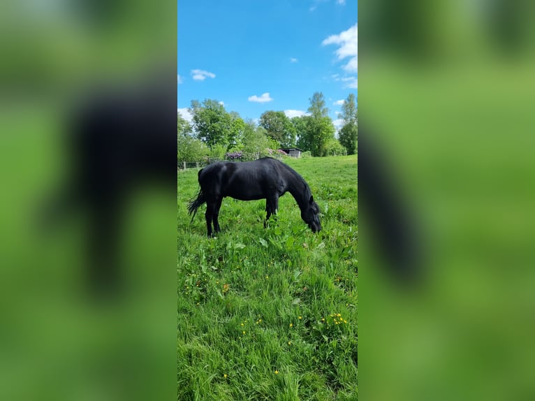 Arabo-Friesian Gelding 6 years 15,2 hh Black in Worpswede