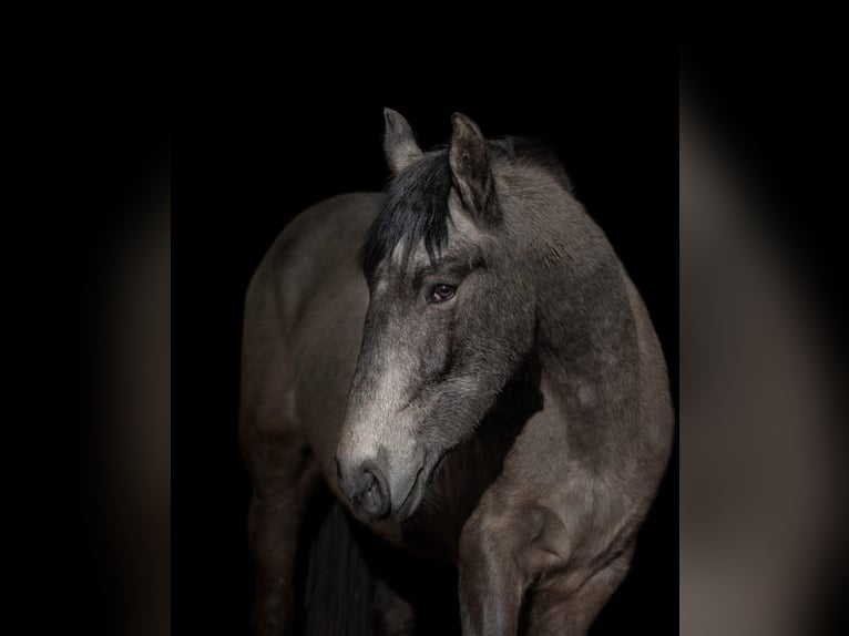 Arabo-Friesian Gelding 6 years 16 hh Grey in Tongeren