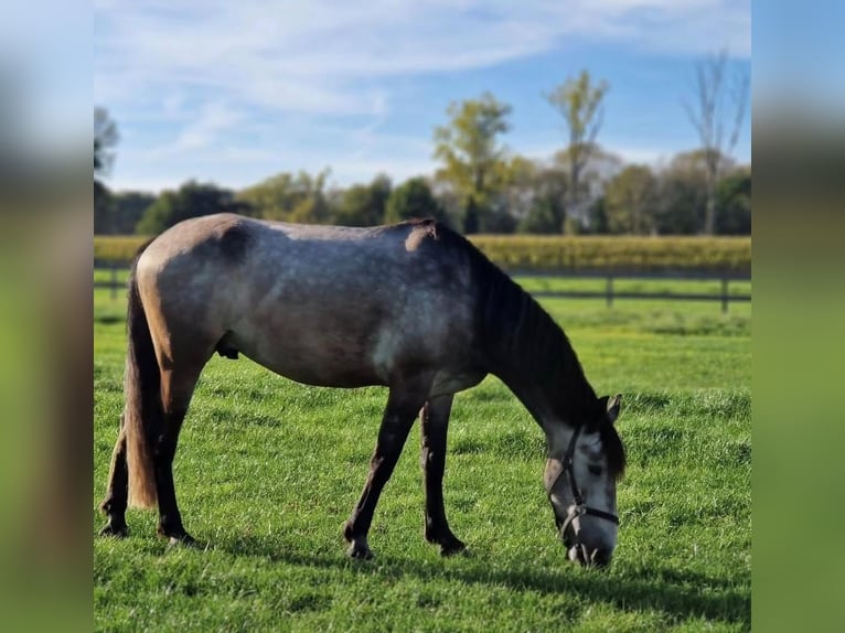 Arabo-Friesian Gelding 6 years 16 hh Grey in Tongeren