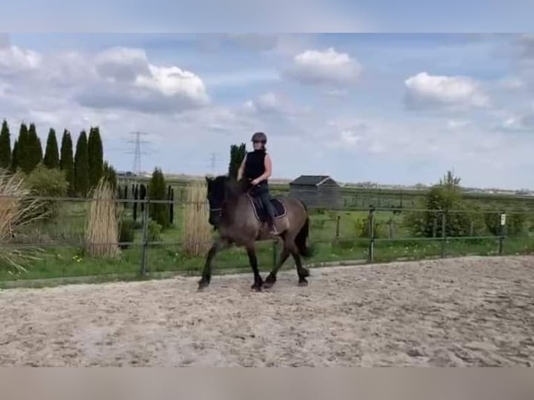 Arabo-Friesian Gelding 7 years 15,2 hh Grullo in Roswinkel