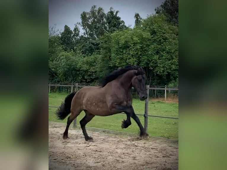 Arabo-Friesian Gelding 7 years 15,2 hh Grullo in Roswinkel