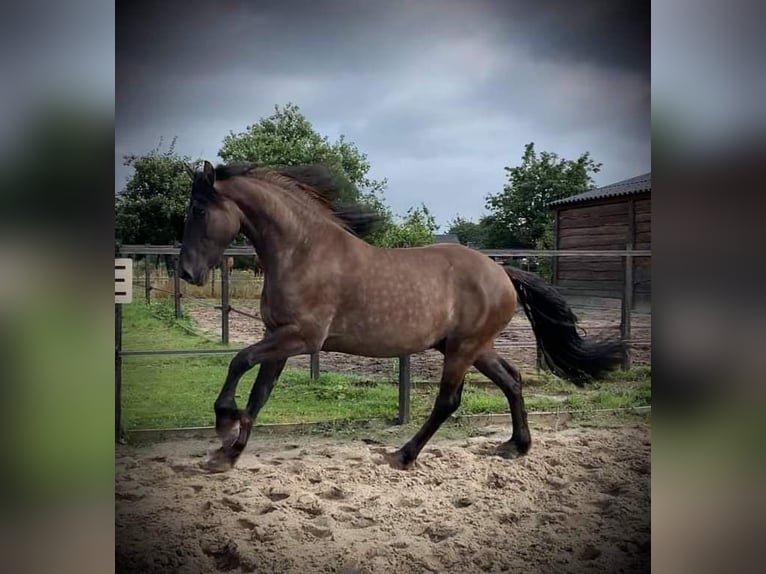 Arabo-Friesian Gelding 7 years 16 hh Grullo in Roswinkel