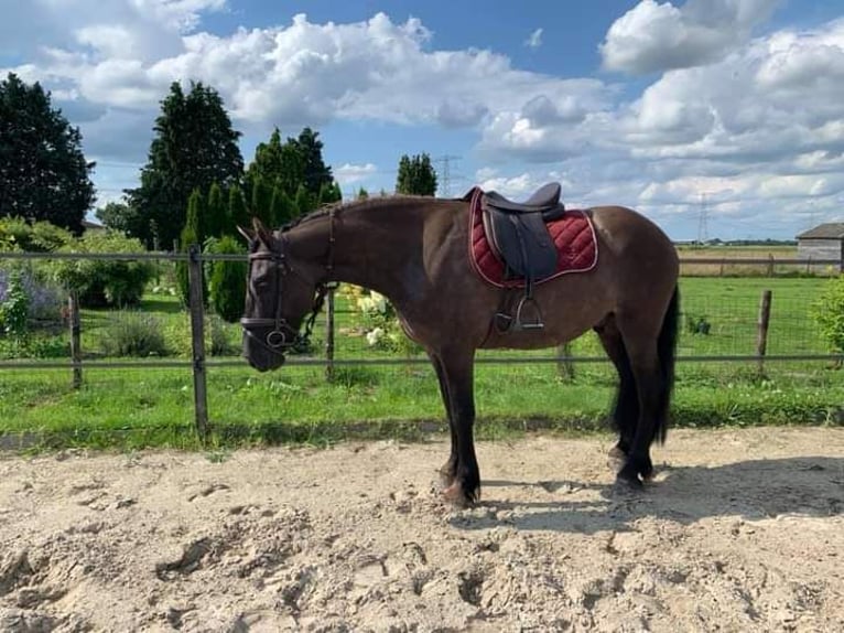 Arabo-Friesian Gelding 7 years 16 hh Grullo in Roswinkel