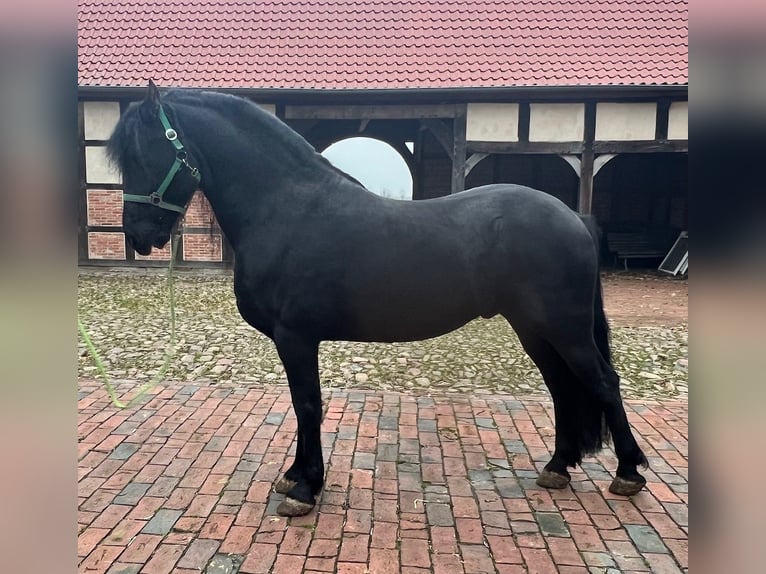 Arabo-Friesian Gelding 7 years Black in Badbergen