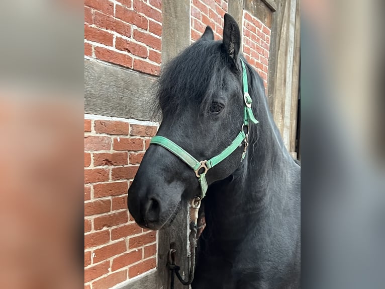 Arabo-Friesian Gelding 7 years Black in Badbergen