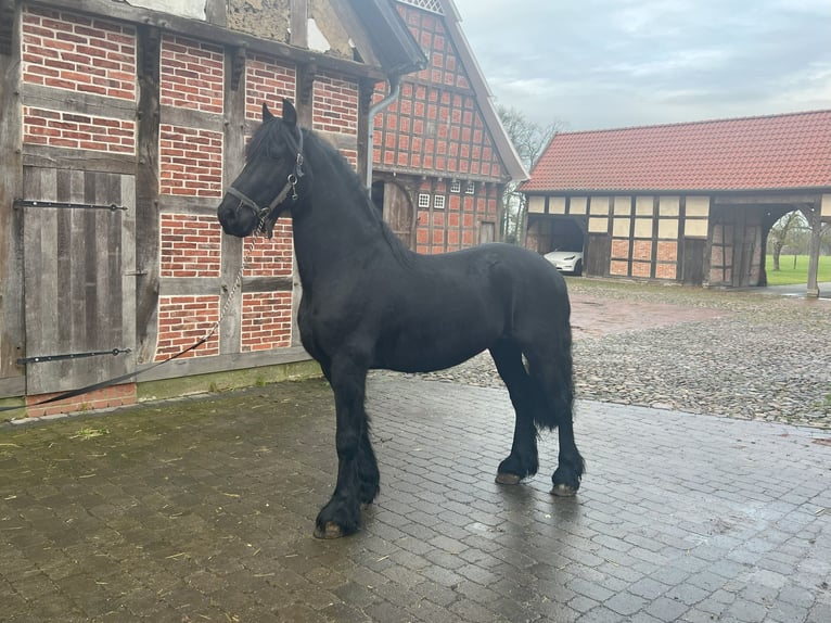 Arabo-Friesian Gelding 9 years 15,3 hh Black in Badbergen